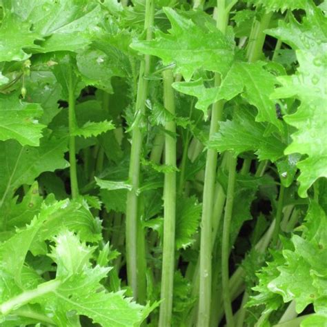 Rapini (Brassica rapa) - approx. 1000 seeds