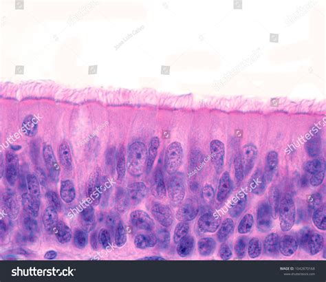Ciliated Pseudostratified Columnar Epithelium Trachea Respiratory Stock ...