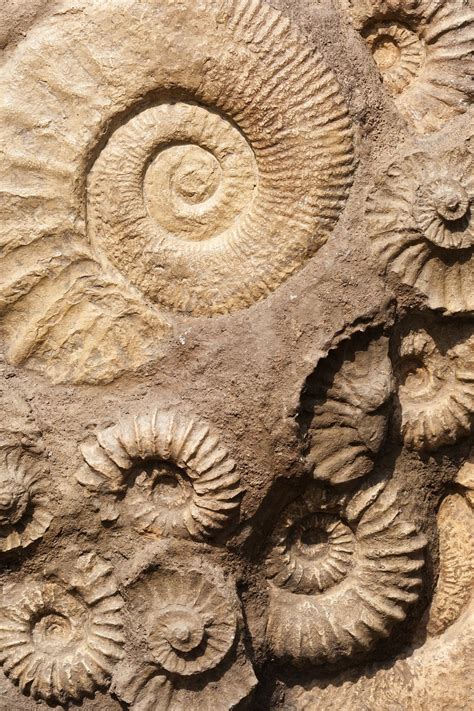 Image result for Sea Shell Fossil