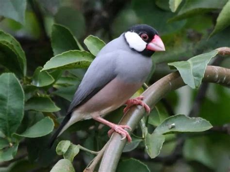 Java Sparrow Calls 的图像结果