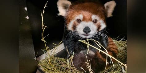 Zoo welcomes ‘significant birth’ of red panda female cub