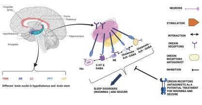 Probecell Science-Receptor-Level Modulation of Sleep Architecture: The ...