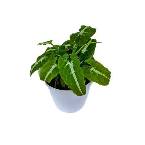 Syngonium Wendlandii Green Velvet indoor live plant White pot – Indian ...