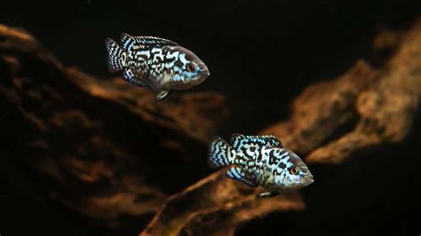 Jack Dempsey Fish (Rocio Octofasciata) Care Sheet - Aquariadise