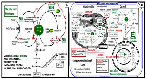 Overview and New Insights into the Metabolic Syndrome: Risk Factors and ...