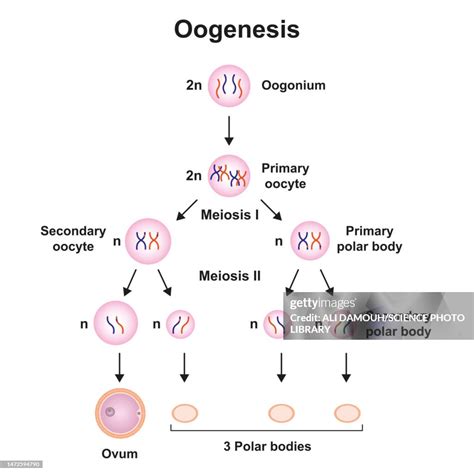 Oogenesis Illustration High-Res Vector Graphic - Getty Images