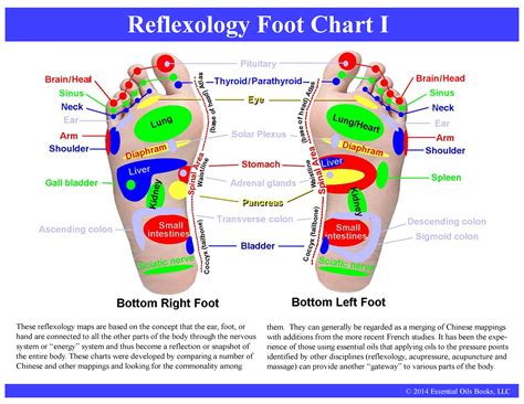 Foot Reflexology Chart Printable - Printable Free Templates