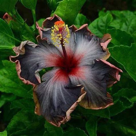 Purple Hibiscus Flower