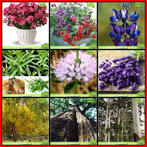 Creative Farmer Gardening Plant Seeds Combo Flower Seeds and Tree Seeds ...