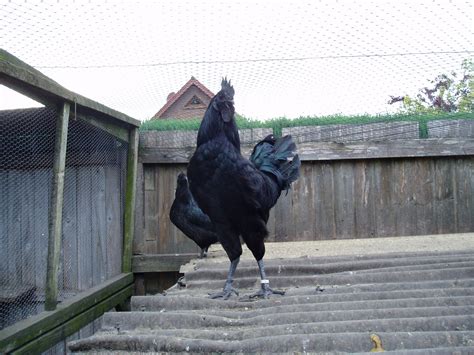 echte Cemani Hühner in Hagen | Tiere | Kleinanzeigen