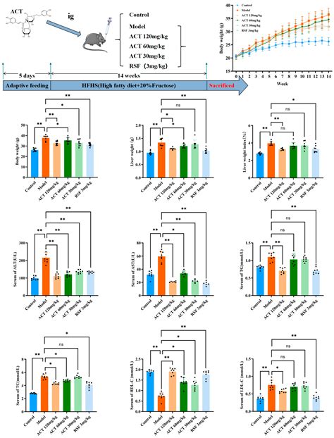 Acteoside Ameliorates Hepatic Steatosis and Liver Injury in MASLD Mice ...