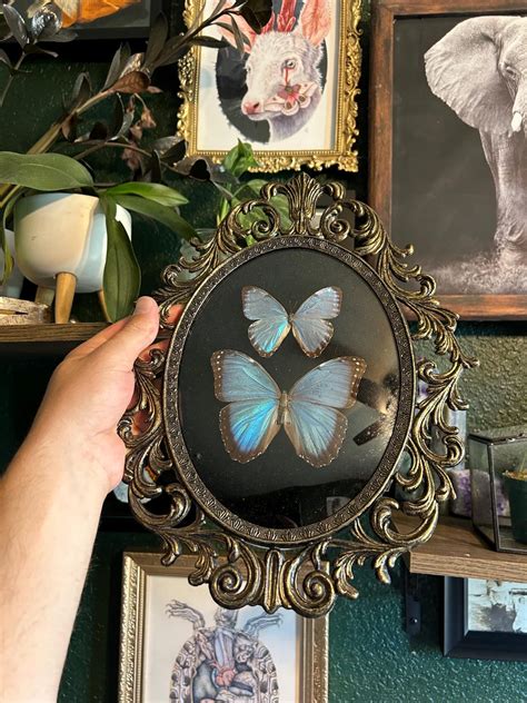 Vintage Bubble Glass Frame With 2 Real Blue Morpho Butterflies - Etsy