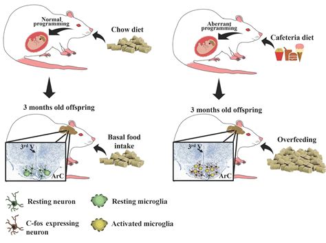 Priming of Hypothalamic Ghrelin Signaling and Microglia Activation ...