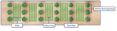Alley Cropping - Agriculture Notes