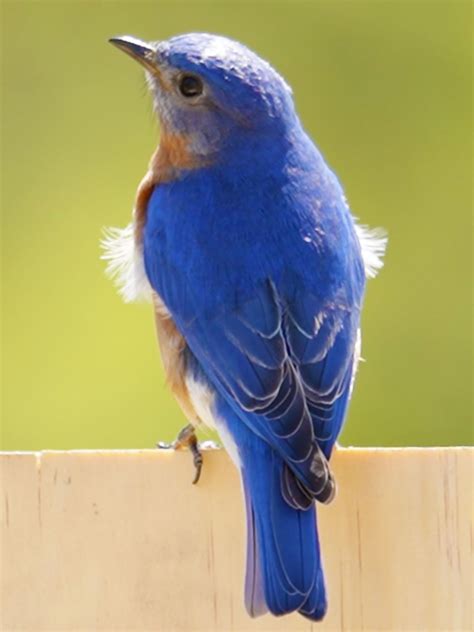 What Does A Bluebird Symbolize