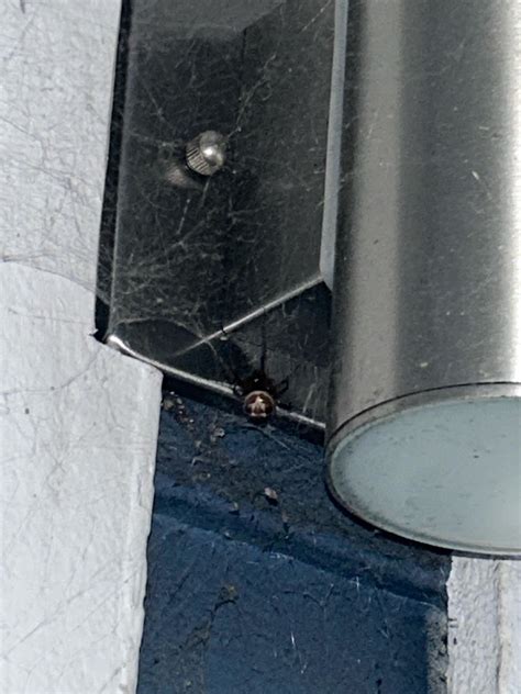 What spider is this? Southern California : r/spiders