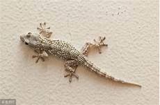 geco in casa 壁虎有毒吗 geco in casa 壁虎有毒吗