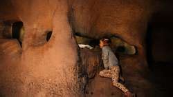 ZooLex Exhibit - Bosque – La Tejonera