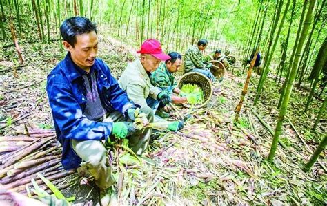 福安城阳镇加强竹山管理，促进绿笋丰产