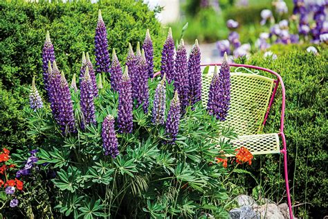 How to Grow Buddleia - Butterfly Bush