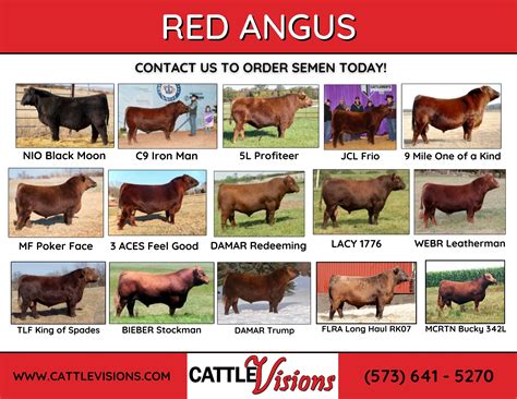 Cattle Visions | KING OF KINGS 🔥one of the best combinations of Horn ...