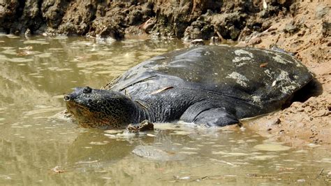 Turtle Conservancy | Outreach | Posts tagged with Yangtze Giant Soft ...