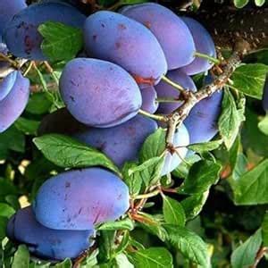 All Season Aalu bukhara|Aloo bukhara|Alubukhara Healthy Fruit Plant ...