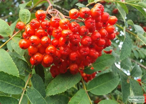 Image result for Mountain Ash Tree Problems