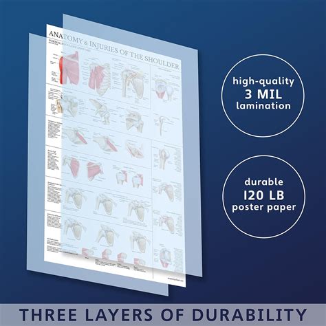 Palace Learning 2 Pack - Skeletal System Anatomical India | Ubuy