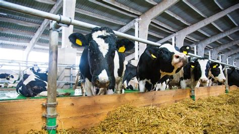 Dairy farming fmd disease in cattle vaccination prevention tips for ...