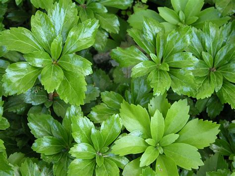 Pachysandra Ground Cover