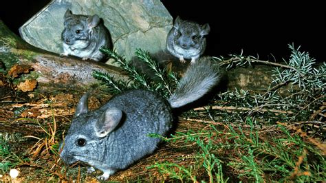 Chinchilla Facts for Kids | Kids Play And Create