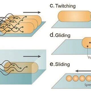 Code Python for Bacteria Movement 的图像结果