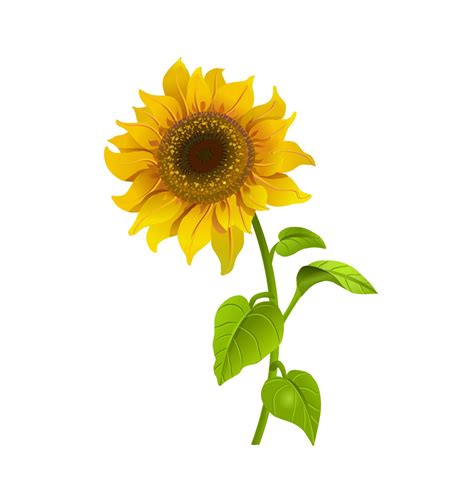 Realistic sunflower flower. Vector illustration isolated on white ...