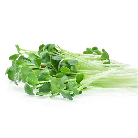 Alfalfa Microgreen Seeds | Shop Now at AllThatGrows