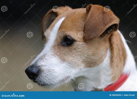 Smooth Coated Parson Jack Russell Terrier Portrait Stock Photo - Image ...
