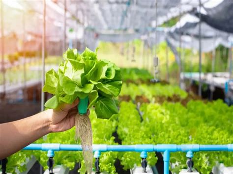 Benefits of hydroponic farming and food