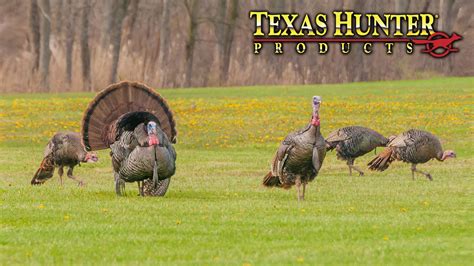 Image result for Spring Turkey Calling Tips