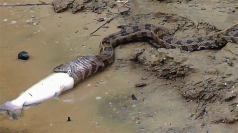 水蛇正在吞食一条鱼，接下来的事令人出乎意料，镜头拍下全过程！