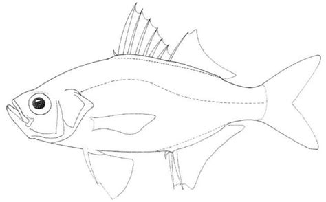 Checklist of different familes of Parangipettai fishes