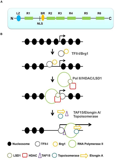 RNA Polymerase Structure 的图像结果