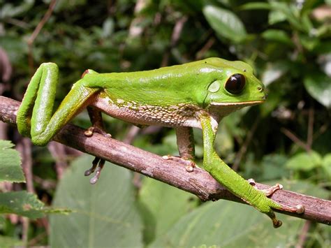 Co se skrývá v pralese aneb Ještě je co objevovat (Café Nobel Tisá ...
