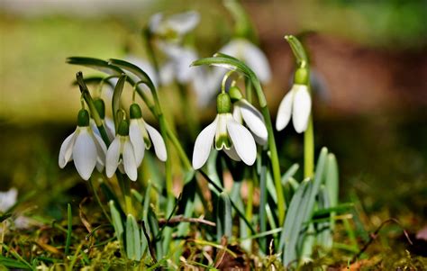 Image result for Spring Snowflake Bells