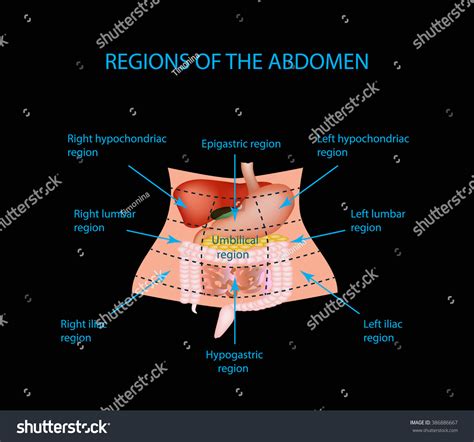 Left Hypochondriac Region