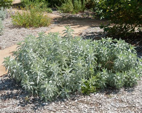 White sage - Waterwise Garden Planner