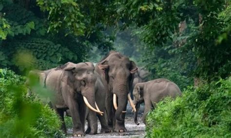 MP NEWS: बांधवगढ़ में हाथियों की मौत के मामले में सरकार का एक्शन ...