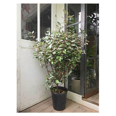Elaeagnus 'Compacta' | Seeding
