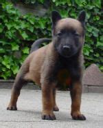 Malinois monate alt in Kirchen | Tiere | Kleinanzeigen