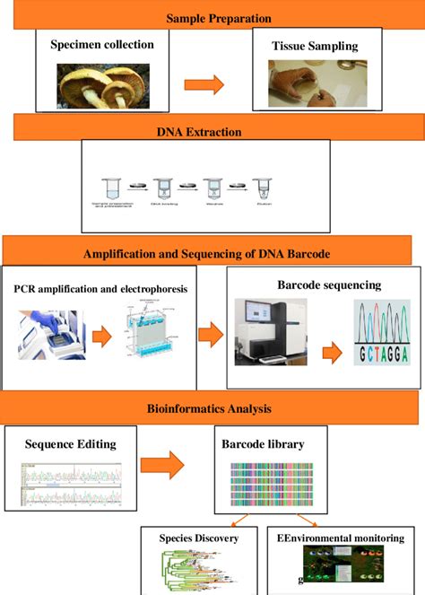 DNA Barcoding Library 的图像结果