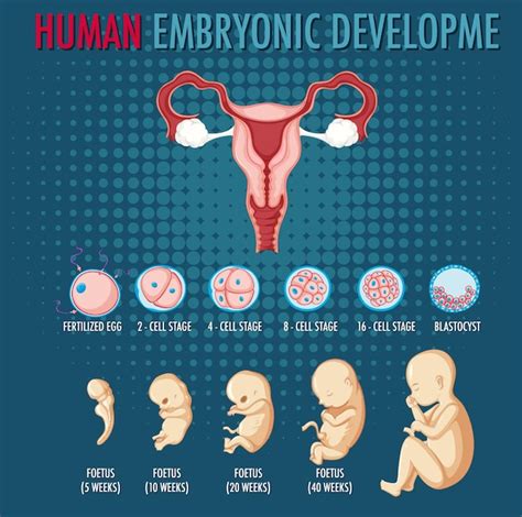 Image result for Human Embryonic Development